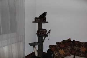 K800_IMG_0725-300x200