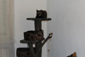 K800_IMG_0729-300x200